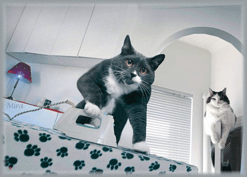 Кот гладит бельё - Фото животных