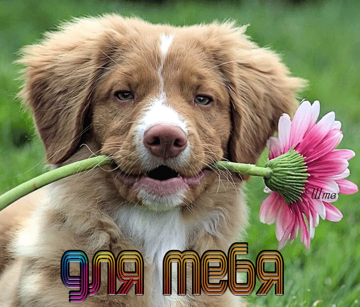 Собака с цветком в зубах - Анимационные блестящие картинки GIF