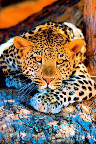 Красивые фотографии Леопарда - Фото животных