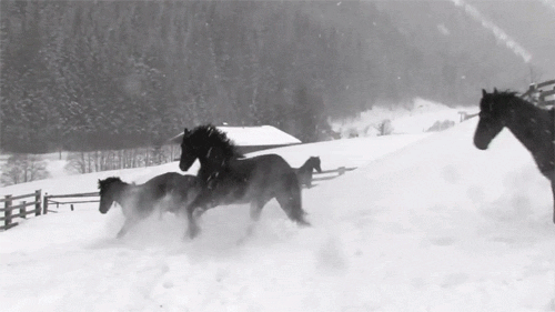 Лошади на снегу - Фото животных