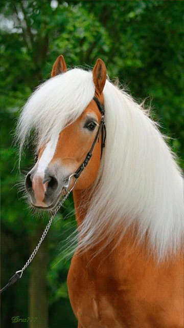 Белогривый конь - с животными, gif скачать бесплатно
