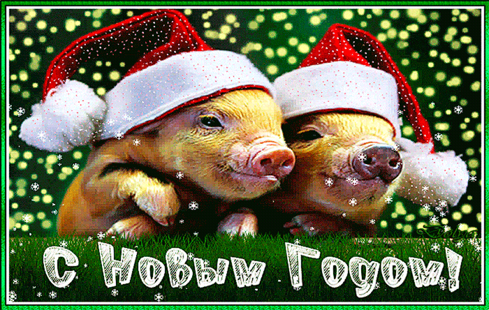 Скачать картинки с Новым Годом свиньи